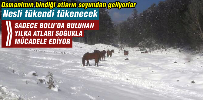 Osmanlı saraylarının gözde atları kışla mücadele ediyor