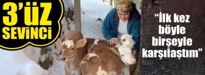 Üçüz doğuran inek sahibini sevince boğdu
