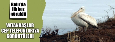 Yeniçağa Gölü'nde pelikan görüldü