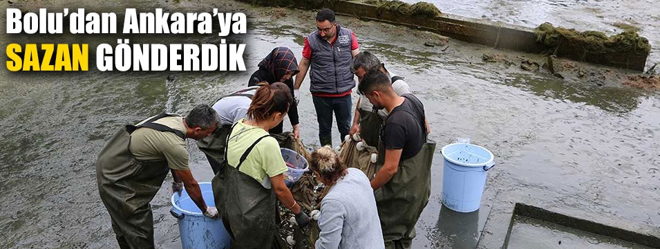 Bolu'da üretilen 1 milyon yavru sazan balığı Ankara'ya gönderildi