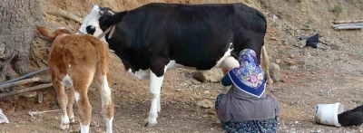 Bolu'da çiğ süt destek ödemeleri hesaplara yatırıldı