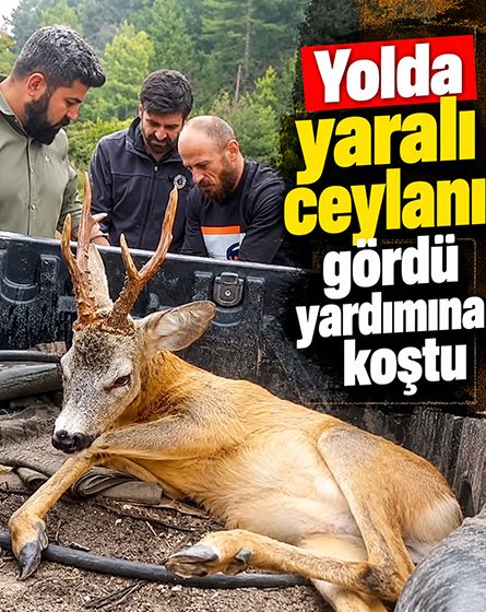 Bolu'da yaralı ceylana Özcan Elmacı'dan yardım eli