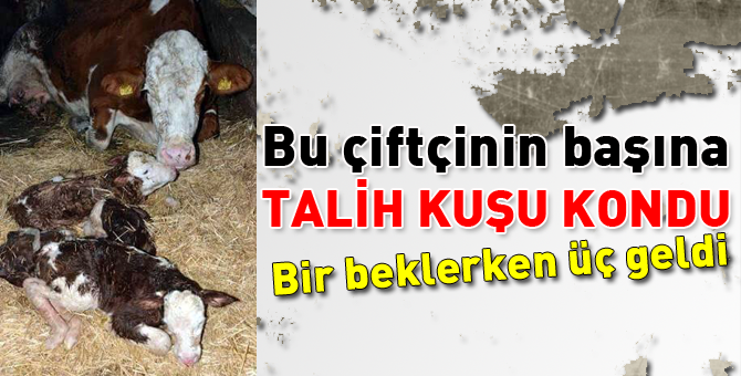 Mudurnulu çiftçinin başına talih kuşu kondu