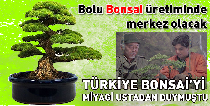 Türkiye bu ağacı Miyagi ustadan duymuştu