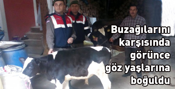 Buzağı çetesine darbe