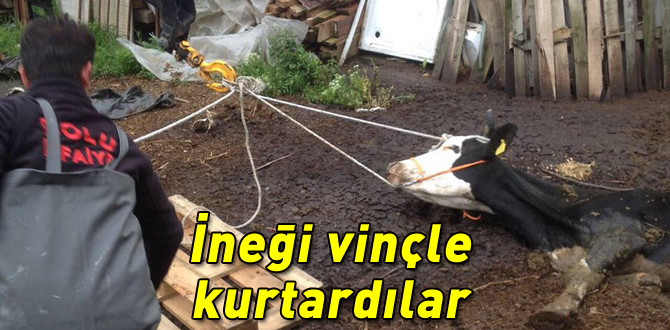 İneği vinçle kurtardılar