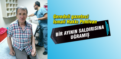 Geredeli gazeteci ayı saldırısına uğramış