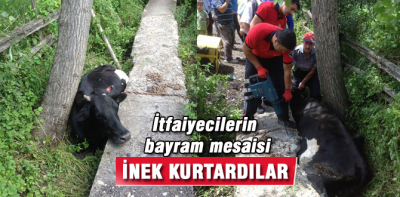 İtfaiyecilerin inek kurtarma mesaisi