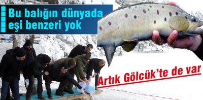 Gölcük'te Abant alası harekatı