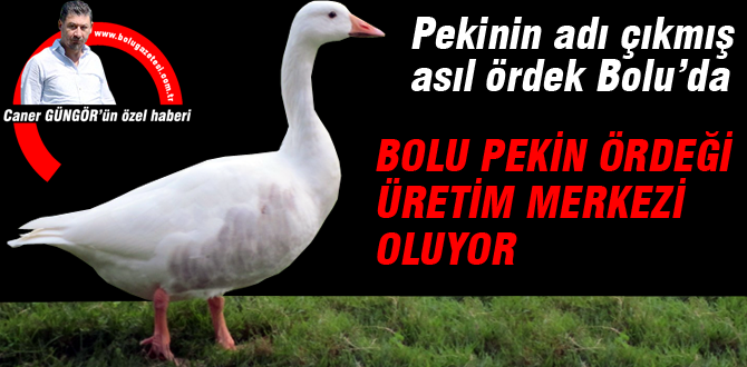 Bolu Pekin ördeğinin merkezi olacak