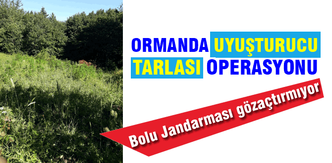 Ormanı uyuşturucu tarlasına çevirmiş