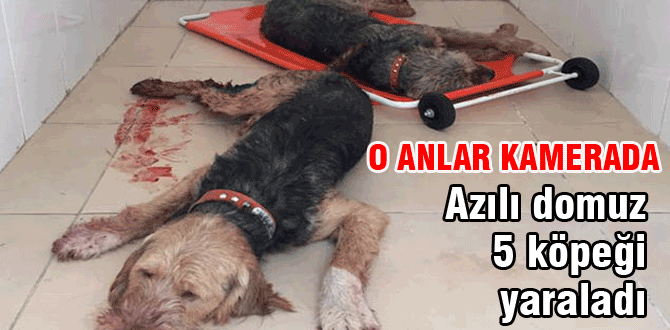 Azılı domuz 5 köpeği yaraladı