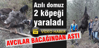 Köylüler domuzu bacağından astı