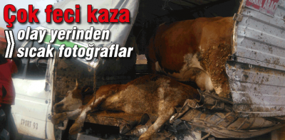 Bolu'daki kazada 3 inek yaralandı