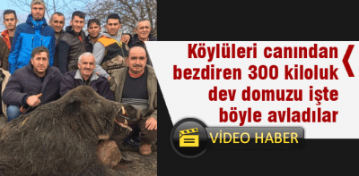 300 kiloluk domuzu böyle vurdular
