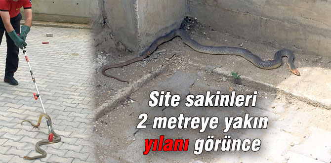 Sitede yılan paniği