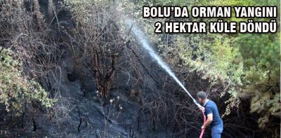 2 hektar orman yandı