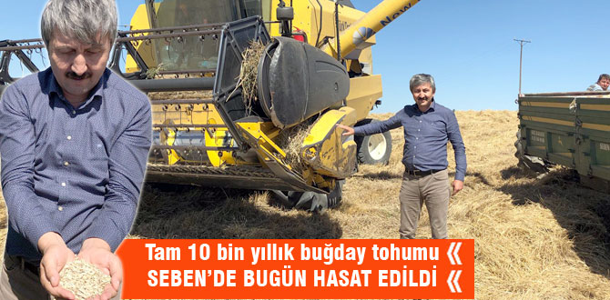 10 bin yıllık buğday hasat edildi