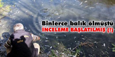 Çayda toplu balık ölümüne inceleme