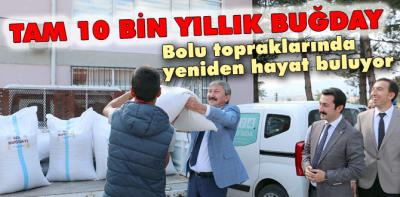 10 bin yıllık buğday Bolu'da hayat buluyor