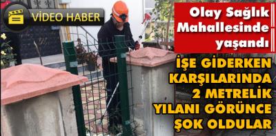 Sağlık Mahallesinde yılan şoku