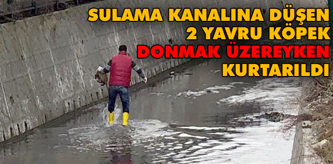 Sulama kanalına düşen 2 yavru köpek kurtarıldı