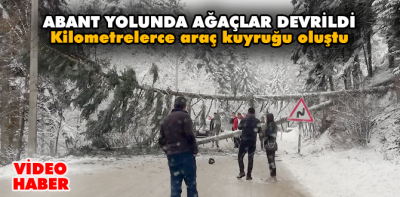 Abant yoluna ağaç devrildi