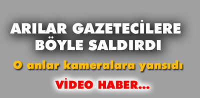 Gazetecilere arılar saldırdı