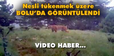 İşte video kapana yakalanan yaban hayatı