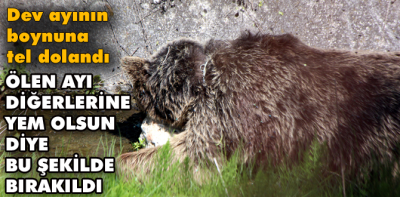 Bolu'da ölen ayı, bulunduğu yerde doğal yem olarak bırakıldı