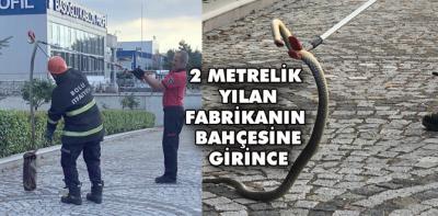 Fabrikada yılan paniği