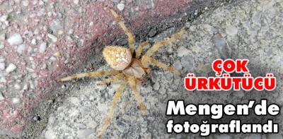 Böyle bir örümcek Bolu'da ilk kez görüldü