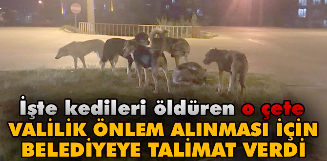 İşte kedileri öldüren o çete