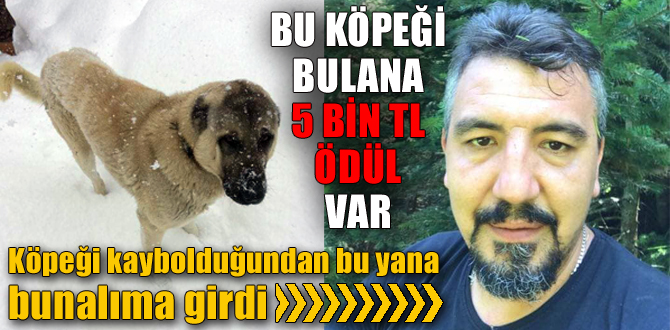 Bu köpeği bulana 5 bin TL ödül var