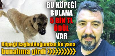 Bu köpeği bulana 5 bin TL ödül var