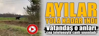 BOLU'DA AYILAR YOLA KADAR İNDİ