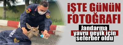 JANDARMA YAVRU GEYİK İÇİN SEFERBER OLDU