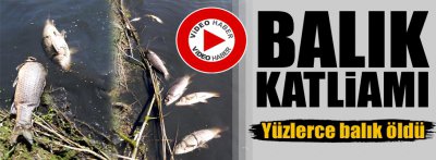 YÜZLERCE SAZAN BALIĞI ÖLEREK KIYIYA VURDU