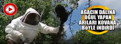 Bolu'da ağacın dalına oğul yapan arılar kovana yerleştirildi