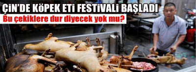 Çin'de köpek eti festivali bu yıl da yapılıyor