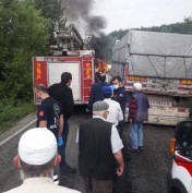 Bolu'nun meşhur ayısı çam ağacına tırmanırken görüntülendi