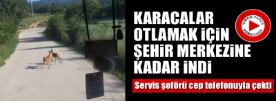 Karacalar otlamak için şehir merkezine indi