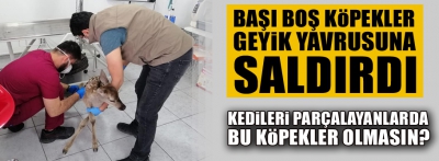 Köpeklerin saldırdığı yavru geyik koruma altına alındı