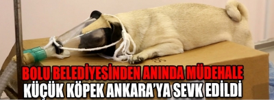 Bolu Belediyesi, Yedigöller’de hastalanan köpeğin yardımına koştu