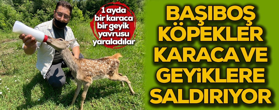 Başıboş köpekler karacanın bacağını parçaladı