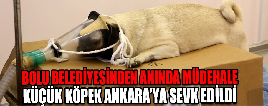 Bolu Belediyesi, Yedigöller’de hastalanan köpeğin yardımına koştu