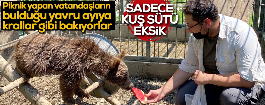 Bolu'da piknikçilerin bulduğu yavru ayı emin ellerde