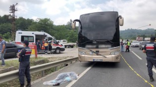 Bolu'nun meşhur ayısı çam ağacına tırmanırken görüntülendi