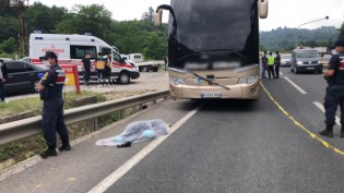 Bolu'nun meşhur ayısı çam ağacına tırmanırken görüntülendi