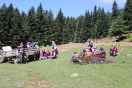 Bolu'nun meşhur ayısı çam ağacına tırmanırken görüntülendi